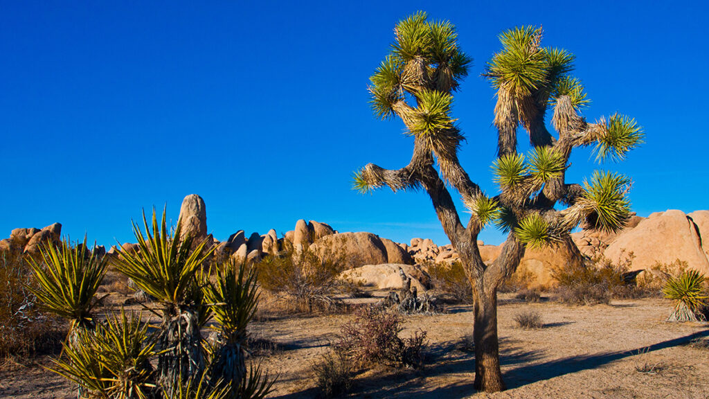 NPS Passport: Joshua Tree National Park