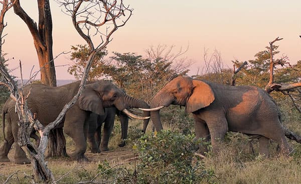 South African Safari