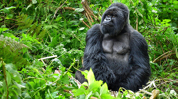 Kenya Safari &#038; Gorilla Trekking